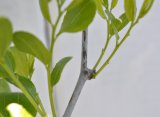 Fruiting branchlets on a 'Baby Li'