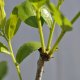 Fruiting branchlets on a 'Baby Li'