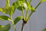 Fruiting branchlets on a 'Baby Li'