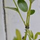 Fruiting branchlets on a 'Baby Li'