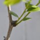 Fruiting branchlets on a 'Baby Li'