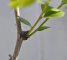 Fruiting branchlets on a 'Baby Li'