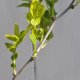 Fruiting branchlets on a 'Baby Li'