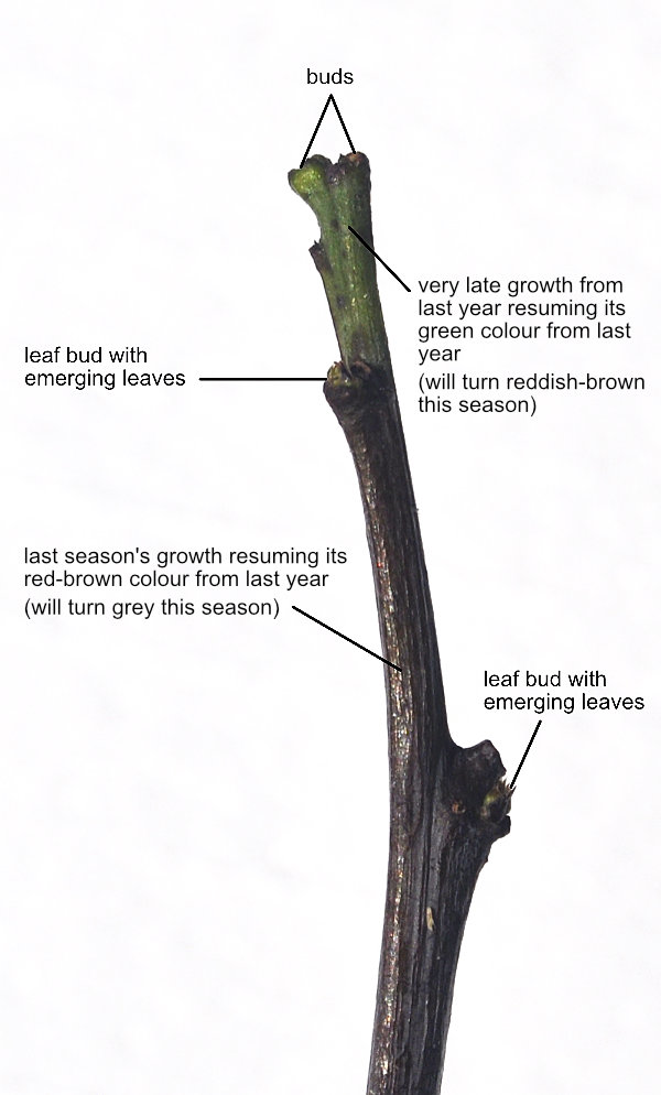 Winter Dormancy: Breaking Out Post-Ecodormancy